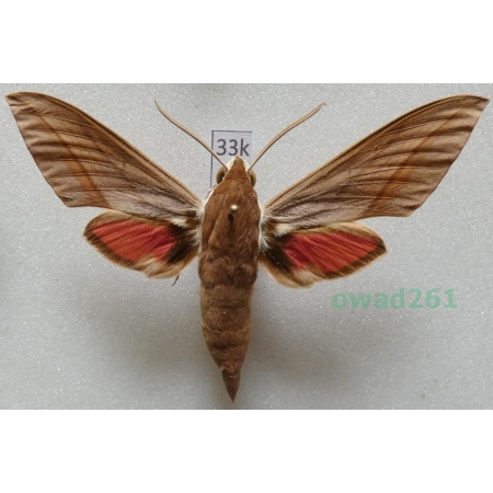 Theretra alecto (Linnaeus, 1758) ex. ovo Greece, Rhodes33k